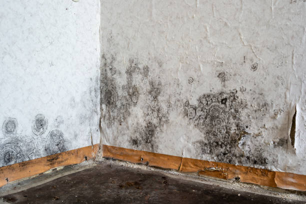 Best Toxic Mold Removal  in Hickory, NC